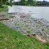 Lagoa da Pampulha � novamente alvo de reclama��es por mau cheiro