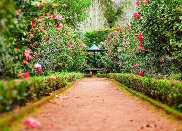 Por que jardineiros estão cobrindo canteiros com papelão antes do frio?