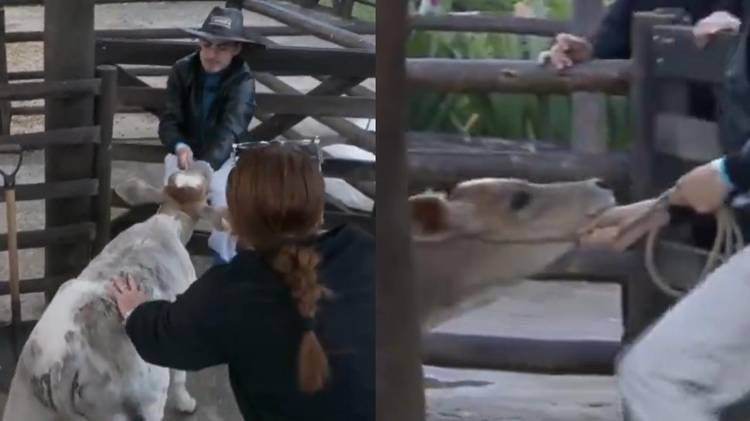 Atitude do jornalista foi duramente criticada nas redes sociais