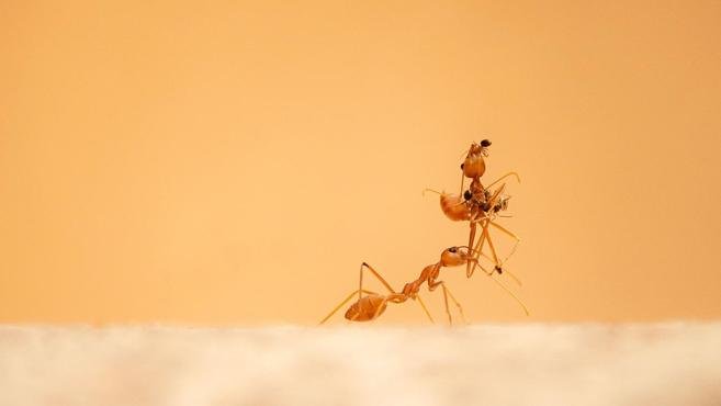 O que significa quando a sua casa fica cheia de formigas