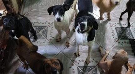 Abrigos especializados em prote��o animal pedem socorro