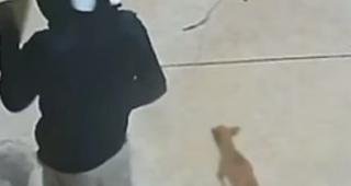 C�o de ladr�o entrega tutor para a PM