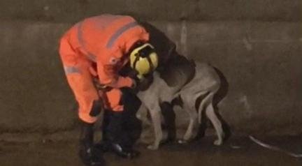 Bombeiros resgatam cadela ca�da em c�rrego de cidade mineira