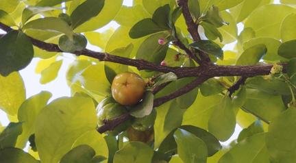 �rvores frut�feras se espalham pelas esquinas de BH