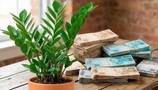 Dizem que esta planta atrai prosperidade e o motivo pode surpreender voc�