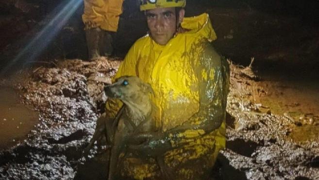 Bombeiros resgatam vira-lata caramelo ilhado em lagoa
