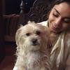 Vanessa Hudgens lamenta morte de cachorrinha de estima��o: ‘Cora��o partido'
