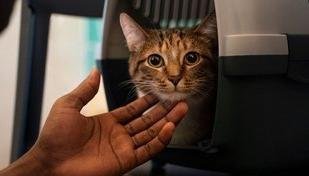 Adotou um pet? 7 dicas para preparar sua casa para o novo membro